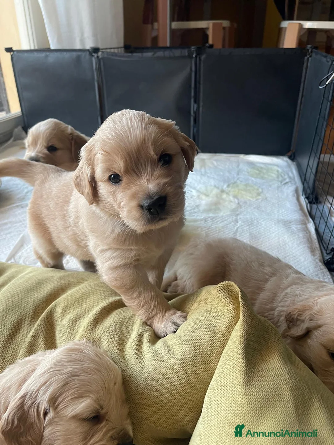 Golden Retriever cani in vendita: Cuccioli di Golsen Retriver  - Annuncio 2