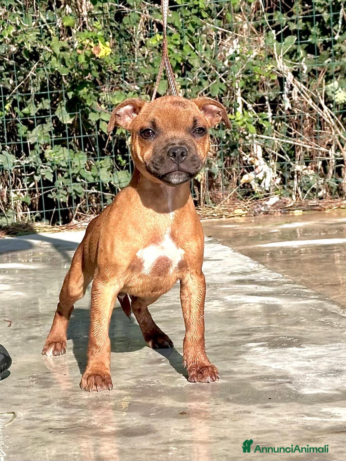 Staffordshire cani Cuccioli Staffordshire Bull terrier  - Annuncio 2