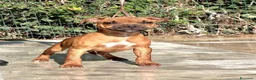 Staffordshire cani in vendita: Cuccioli Staffordshire Bull terrier  - Annuncio 2