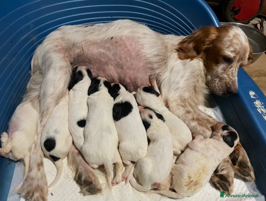 Setter Inglese cani in vendita: Cuccioli setter inglese  - Annuncio 1