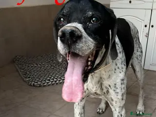 Pointer cani Dolcissimo cane in adozione, DJANGO! - Annuncio 28