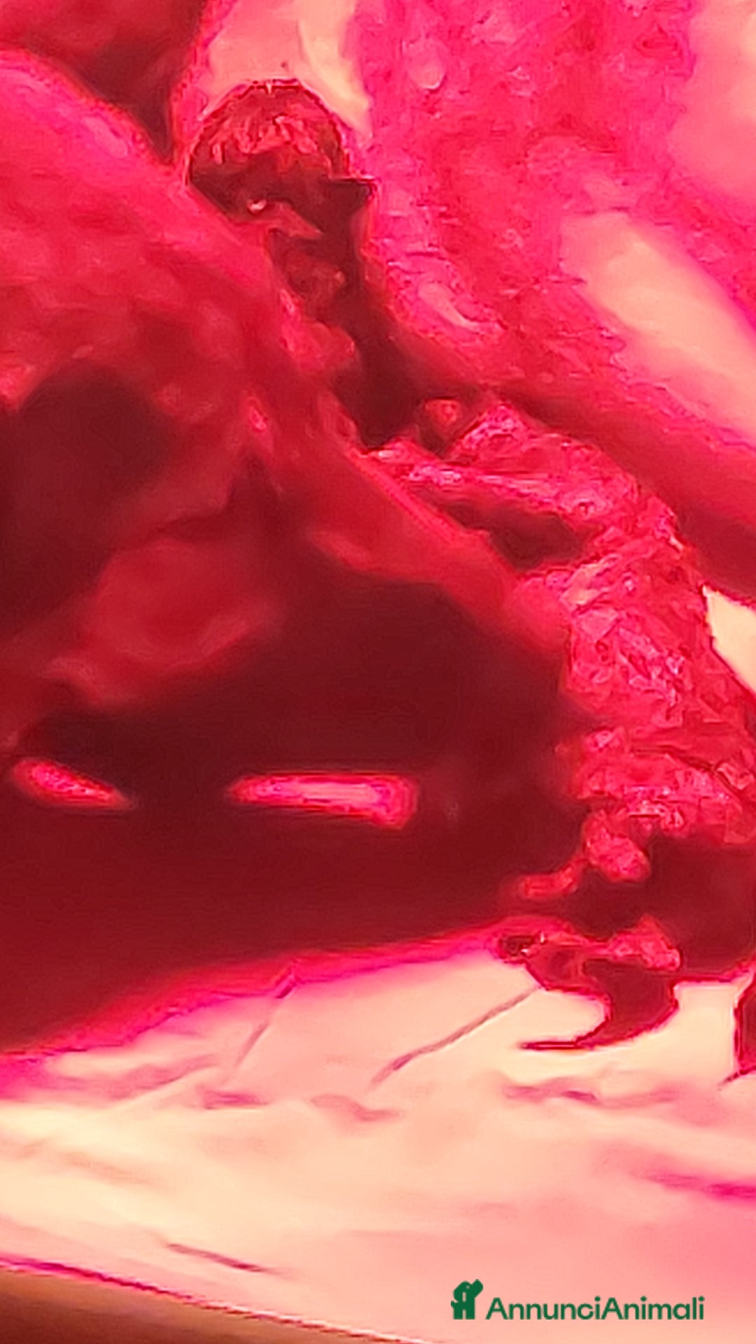 Pastore Tedesco cani in vendita: Cuccioli pastore tedesco pedigree enci  - Annuncio 3