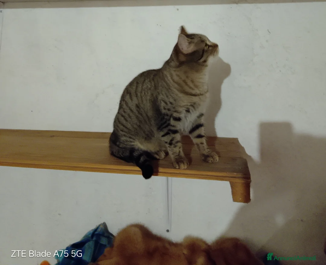 Europeo gatti in regalo: Gattina Saba  - Annuncio 3