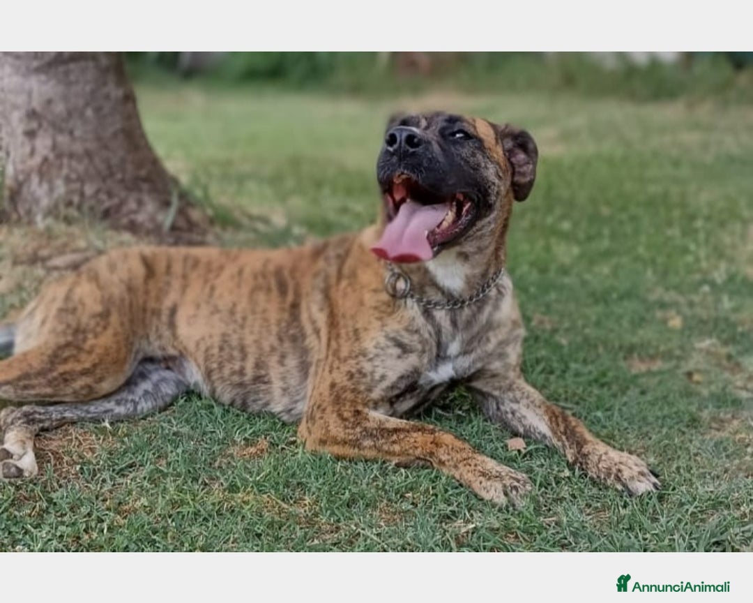 Meticcio cani in regalo: Rura, Cane derivata corso Femmina a Latina - Annuncio 3