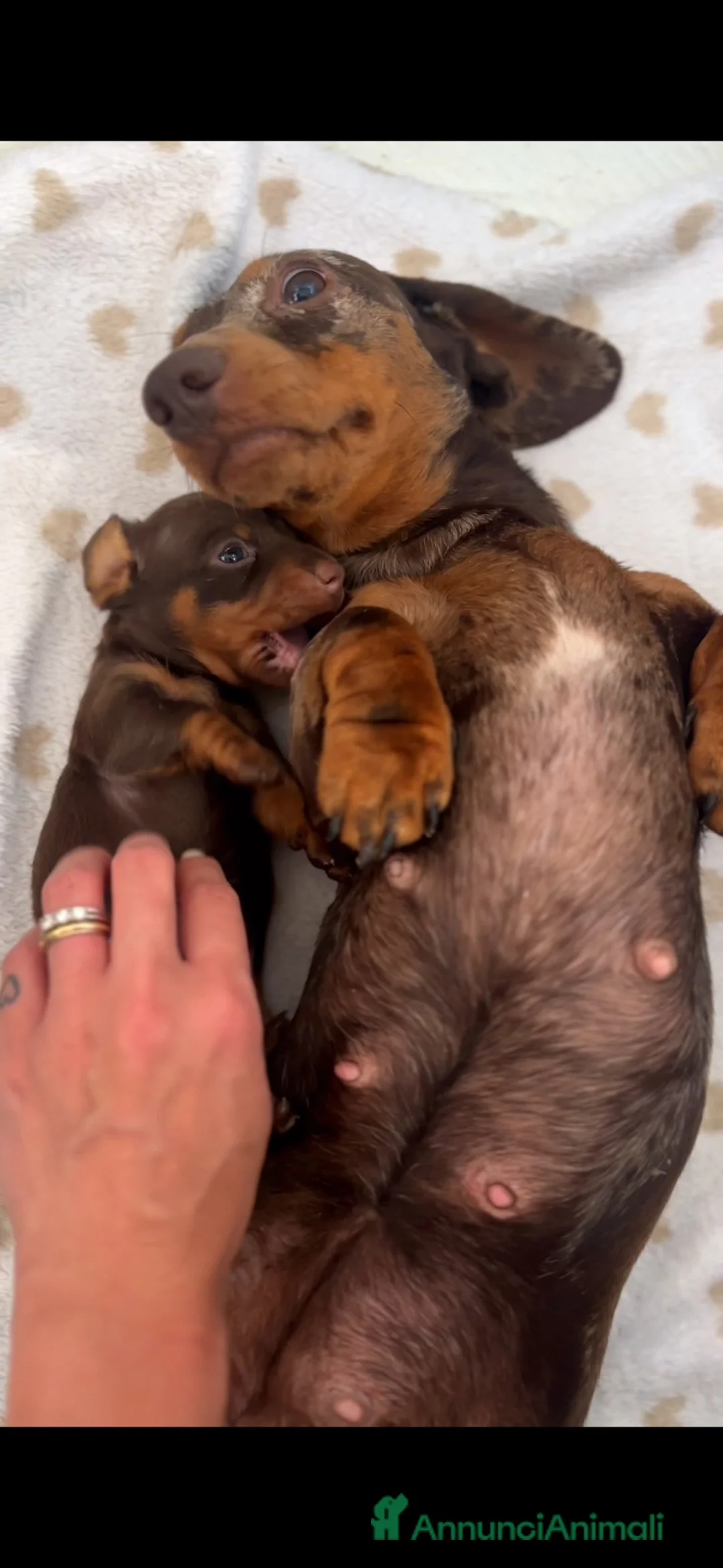 Bassotto cani in vendita: Cuccioli cioccolati disponibili  - Annuncio 2