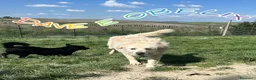Meticcio cani in regalo: OBELIX cagnolino fantastico a Città Metropolitana di Firenze - Annuncio 3