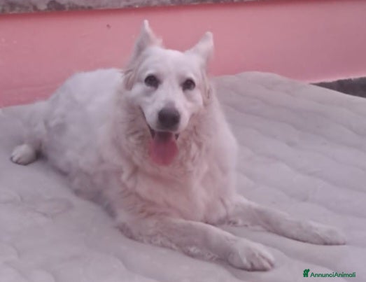 Meticcio cani La dolcissima zira cerca casa a Città Metropolitana di Bologna - Annuncio 20