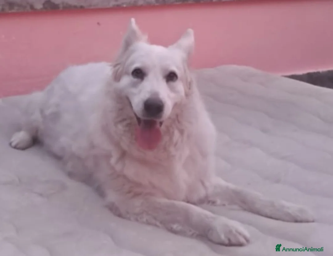 Meticcio cani in regalo: La dolcissima zira cerca casa a Città Metropolitana di Bologna - Annuncio 1