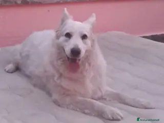 Meticcio cani La dolcissima zira cerca casa a Città Metropolitana di Bologna - Annuncio 26