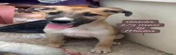 Meticcio cani in regalo: Cuccioli, non hanno chiesto di nascere  a Provincia di Brescia - Annuncio 6