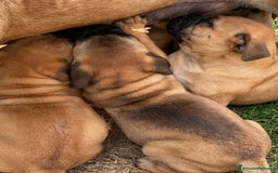 Bullmastiff cani in vendita: Cuccioli Bullmastiff  - Immagine 13