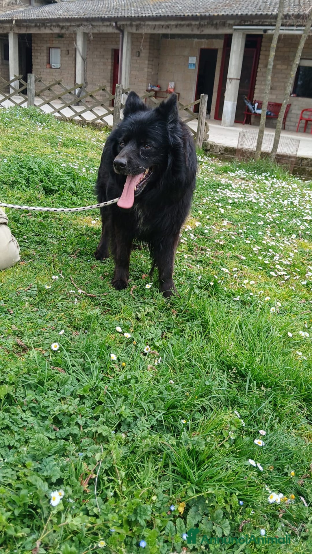 Meticcio cani in regalo: NOE' FINO AL TUO ULTIMO RESPIRO NON CI ARRENDIAMO - Annuncio 2