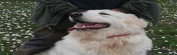 Meticcio cani in regalo: IL BELLISSIMO BYRON CERCA LA SUA FAMIGLIA - Annuncio 4