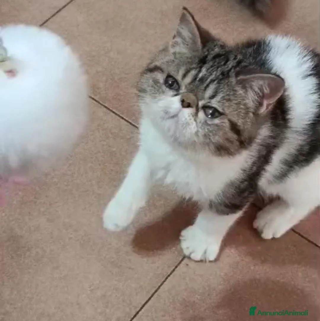 Exotic Shorthair gatti in vendita: Cuccioli exotic shorter femmina/maschio  - Annuncio 2