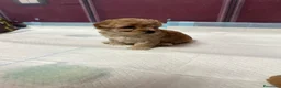 Meticcio cani in vendita: Miticcio tra un shihtzu e barboncino  - Annuncio 4