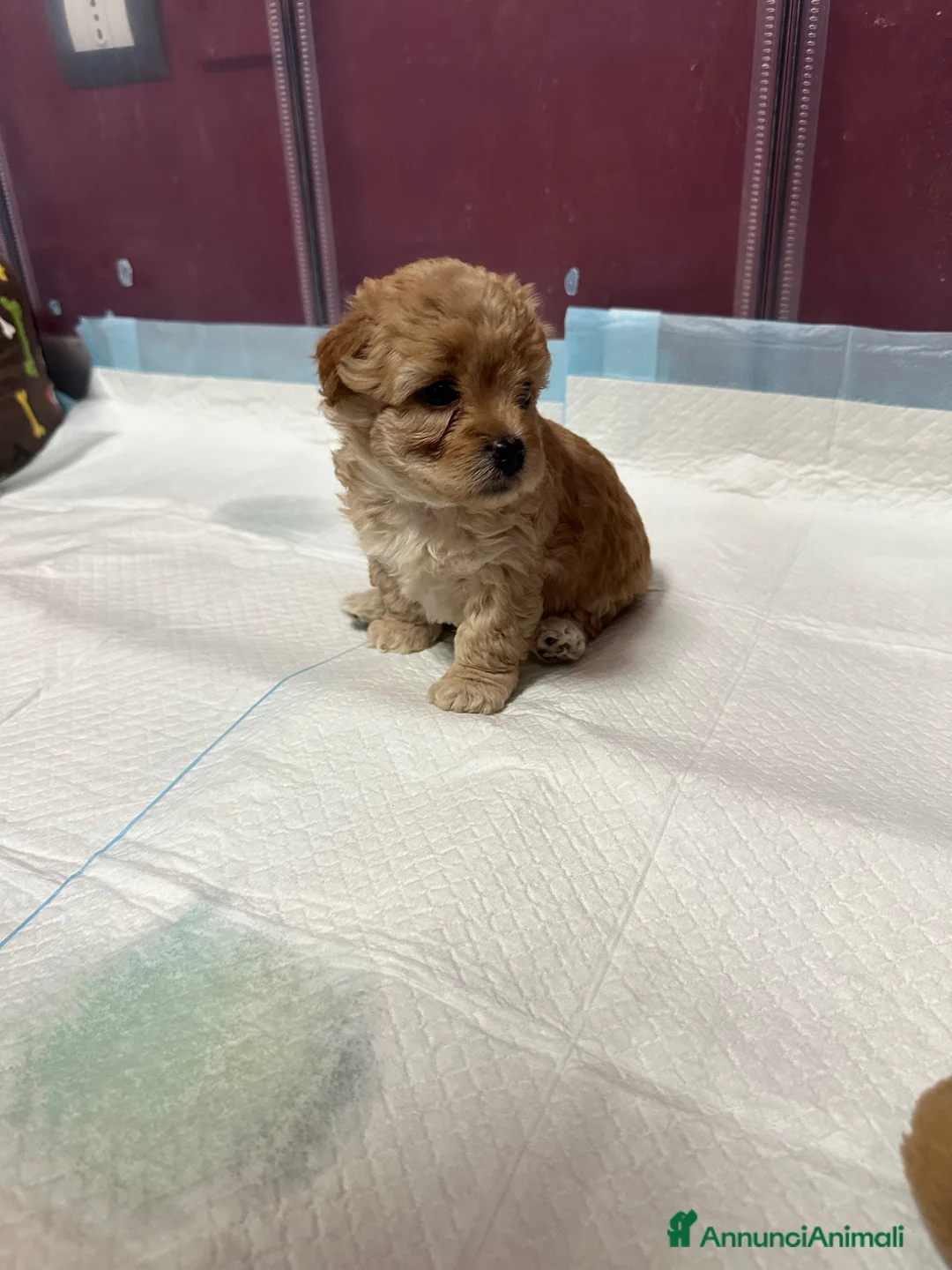 Meticcio cani in vendita: Miticcio tra un shihtzu e barboncino  - Annuncio 4