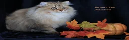 British gatti in vendita: Bamar Poe cattery  - Annuncio 14
