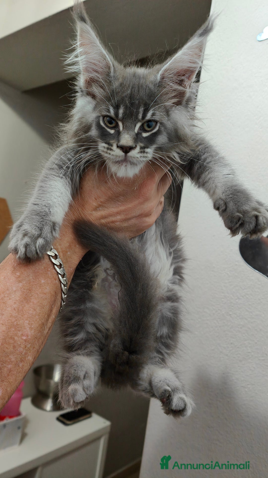 Maine Coon gatti in vendita: Cuccioli di Maine Coon Altissima Genealogia  a Provincia di Lucca - Immagine 3