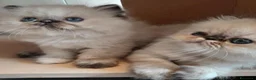 Persiano gatti in vendita: Gatti persiani - Annuncio 5