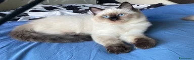 Ragdoll 2