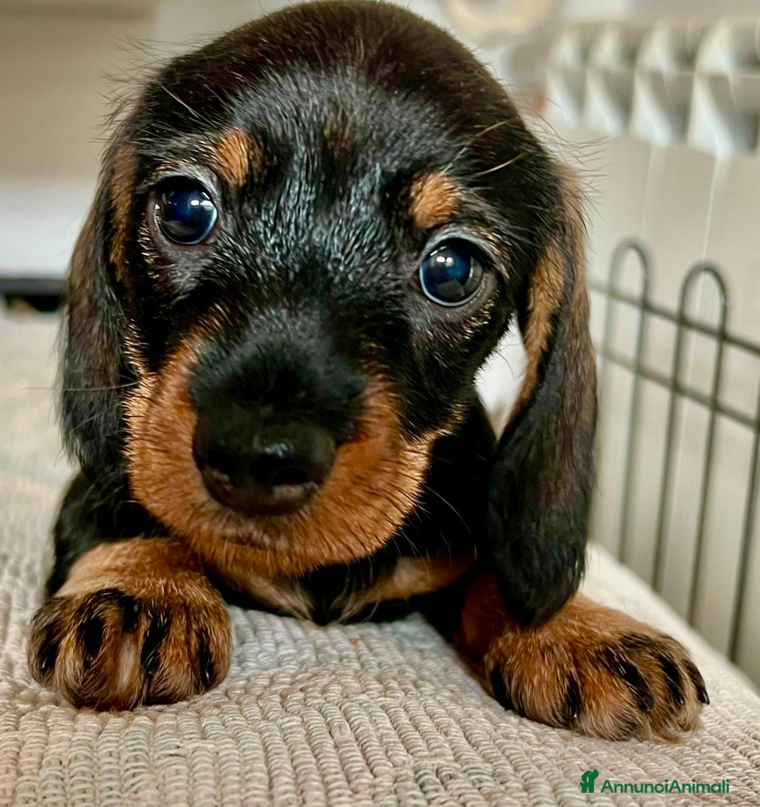 Bassotto cani in vendita: Cuccioli di Bassotto pelo duro con Pedigree Enci - Annuncio 18