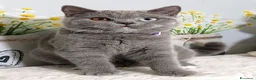 Scottish gatti in vendita: Scottish Straight occhi impari  - Annuncio 2
