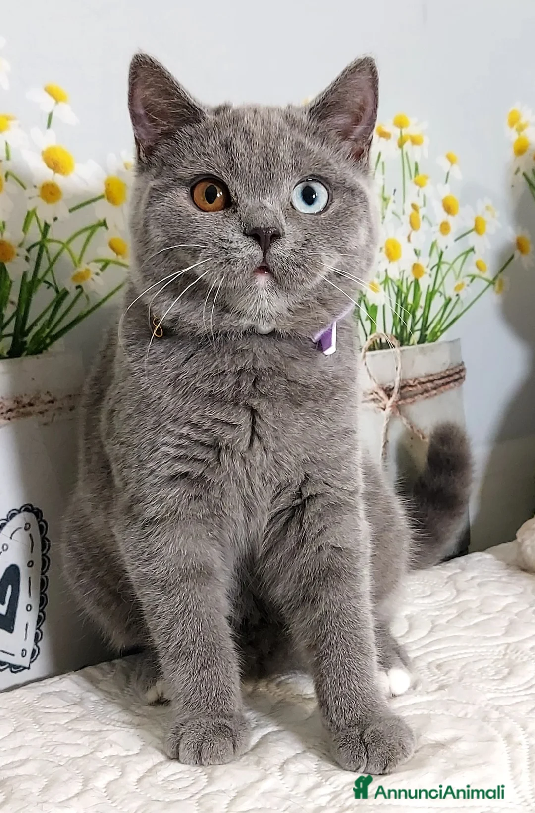Scottish gatti in vendita: Scottish Straight occhi impari  - Annuncio 2