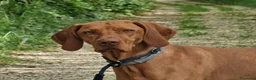 Vizsla cani per accoppiamento: Disponibile per monta: VIZSLA con pedigree ENCI a Provincia di Monza e della Brianza - Annuncio 4