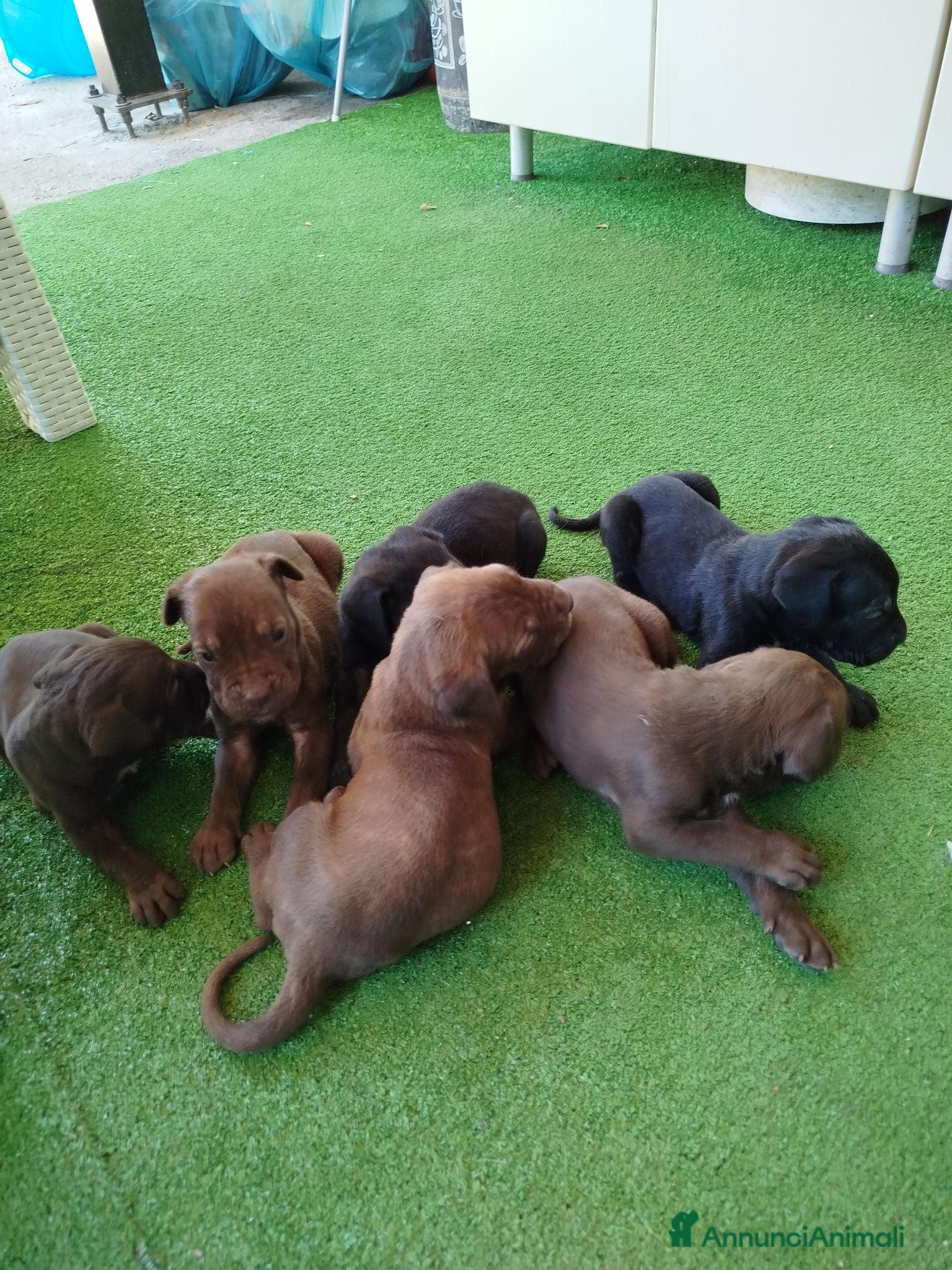Cane Corso cani Vendesi cuccioli cane corso  - Annuncio 2