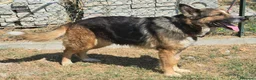 Meticcio cani in regalo: Ofelia 4 anni mix pastore tedesco  - Annuncio 6