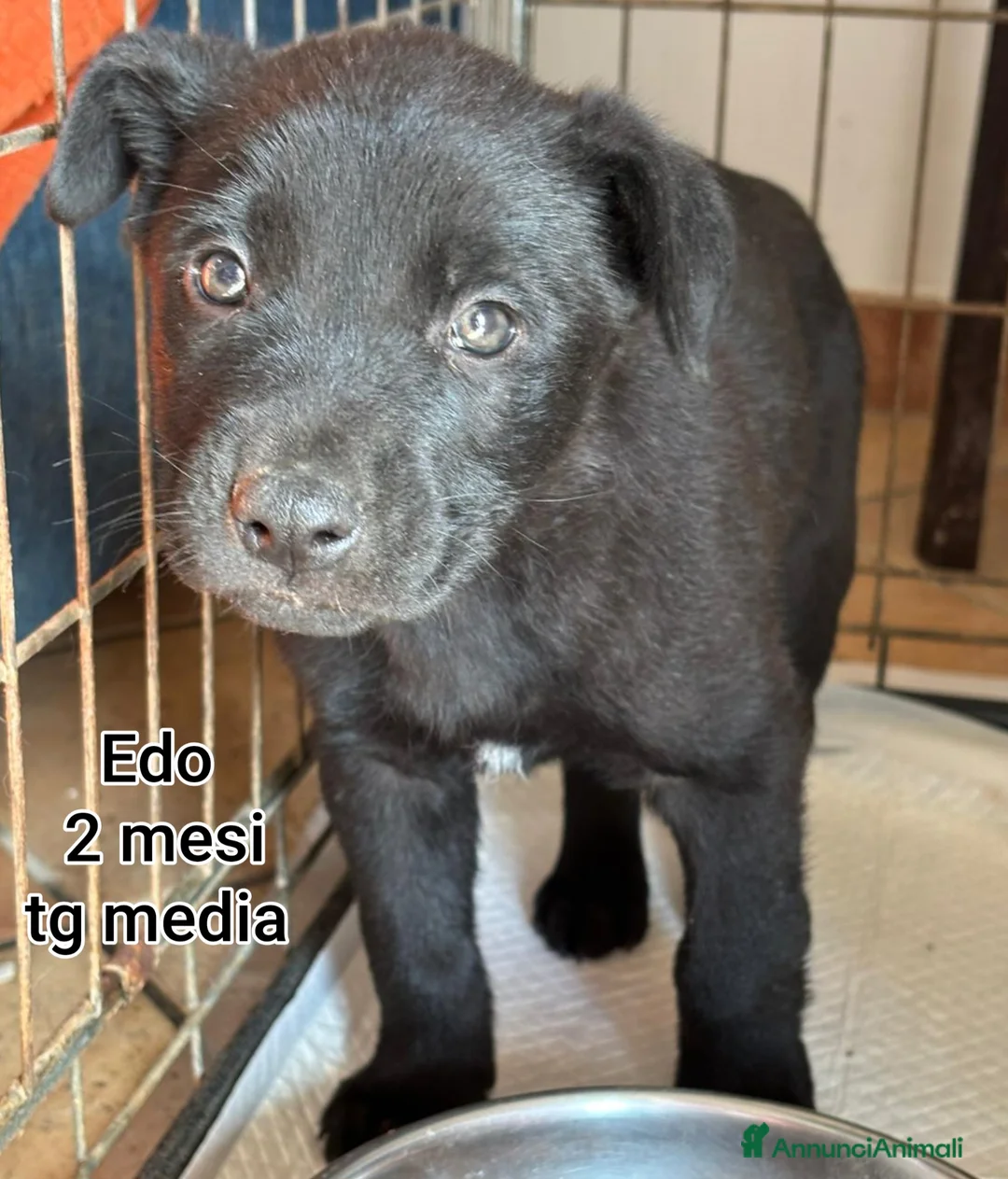 Meticcio cani in regalo: SALVA LA VITA A UN CUCCIOLO  - Annuncio 4