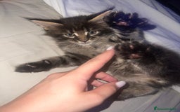 Maine Coon gatti in vendita: Cuccioli di Maine Coon a Città Metropolitana di Torino - Immagine 11
