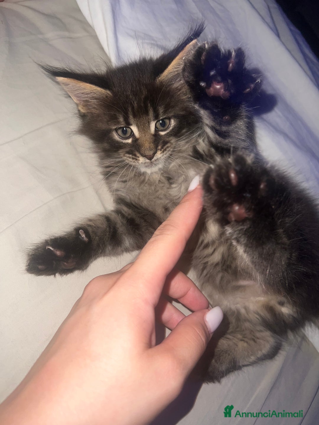 Maine Coon gatti in vendita: Cuccioli di Maine Coon a Città Metropolitana di Torino - Immagine 11
