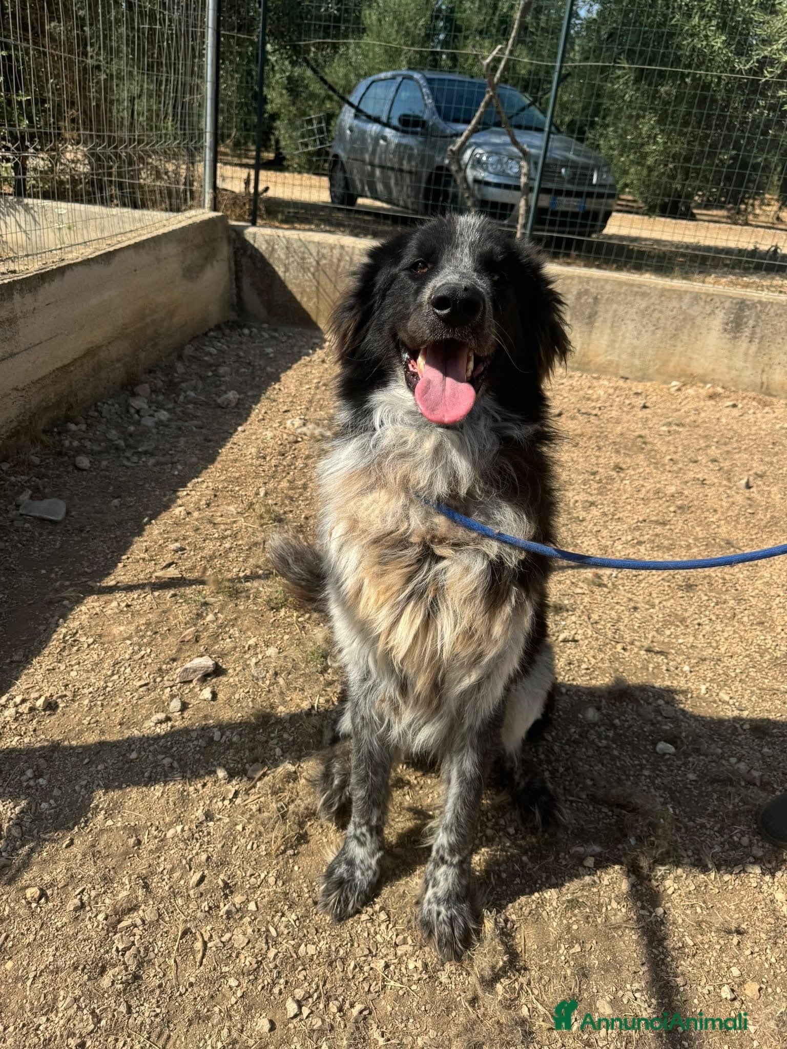 Meticcio cani Orso  - Annuncio 27