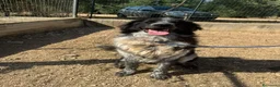 Meticcio cani in regalo: Orso  - Annuncio 1