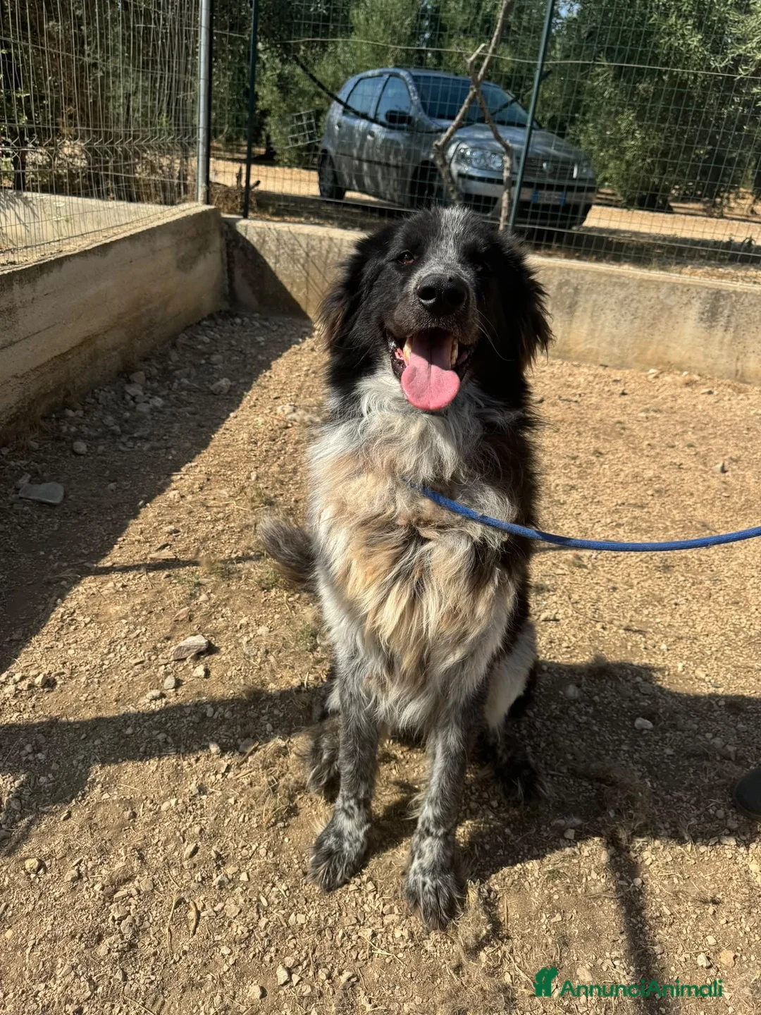 Meticcio cani in regalo: Orso  - Annuncio 1