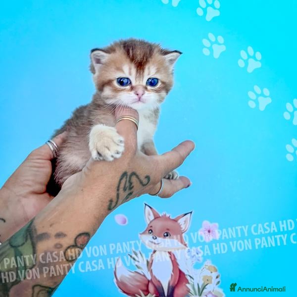 British gatti Cuccioli British Shorthair con Pedigree - Annuncio 16