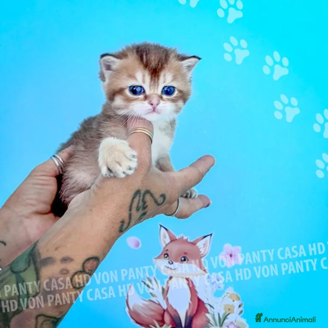 British gatti in vendita: Cuccioli British Shorthair con Pedigree - Annuncio 1