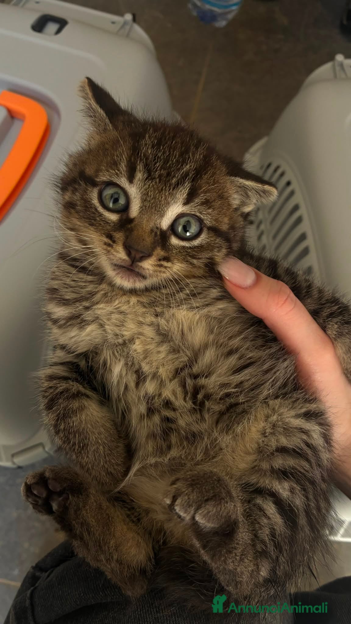 Europeo gatti Regalo gattini - Annuncio 10