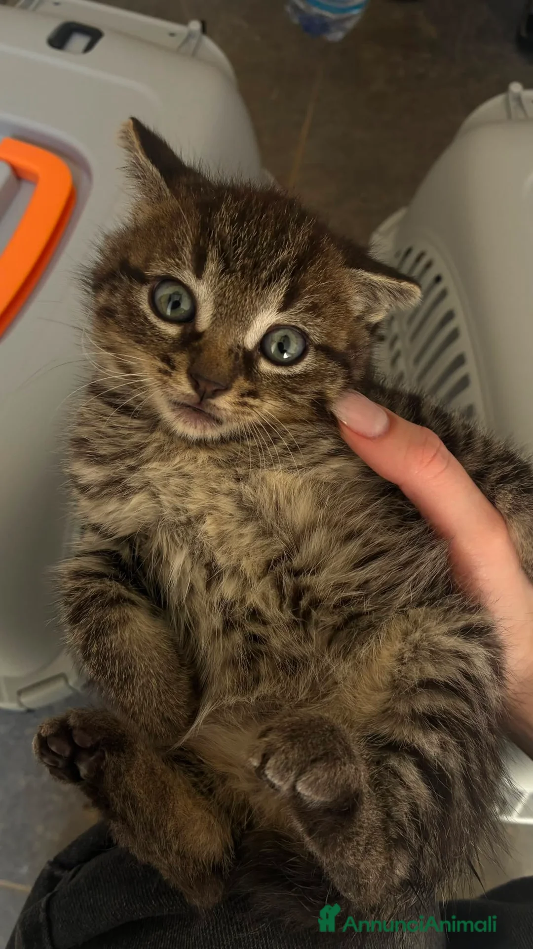 Europeo gatti in regalo: Regalo gattini - Annuncio 1