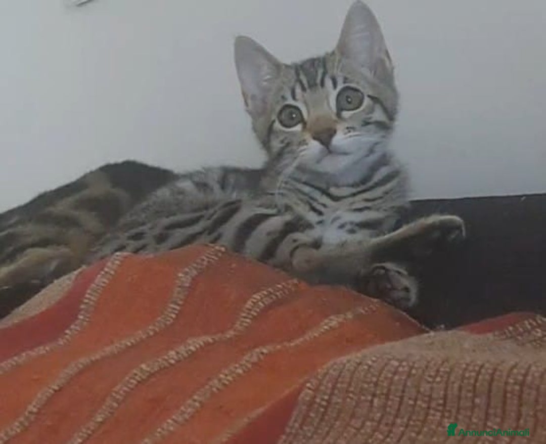 Bengala gatti in vendita: Gattino maschio di razza bengala a Provincia della Spezia - Immagine 5