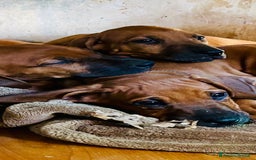 Rhodesian Ridgeback cani in vendita: Cuccioli pronti ad essere accolti  - Immagine 4