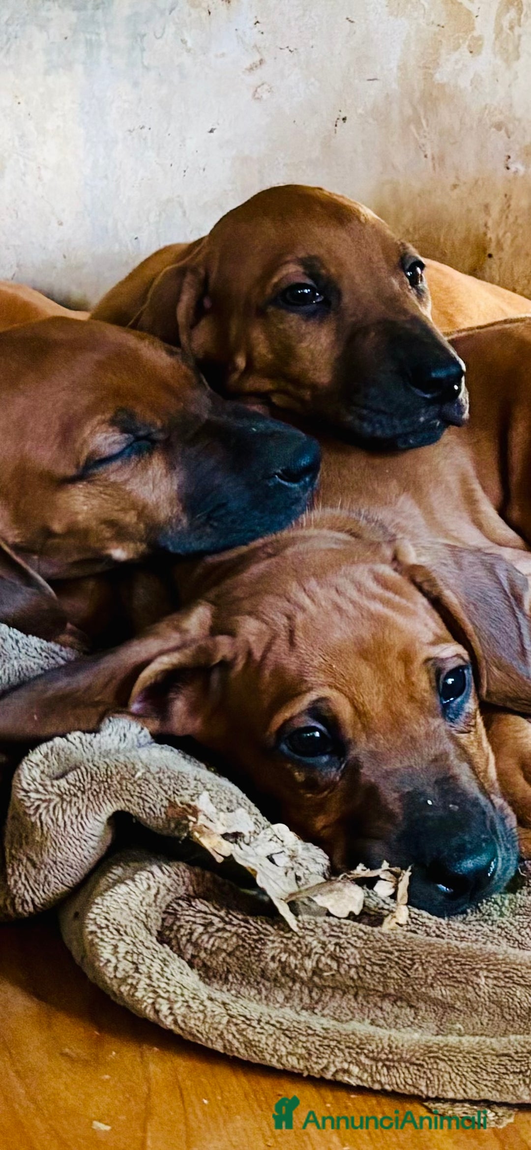 Rhodesian Ridgeback cani in vendita: Cuccioli pronti ad essere accolti  - Immagine 4