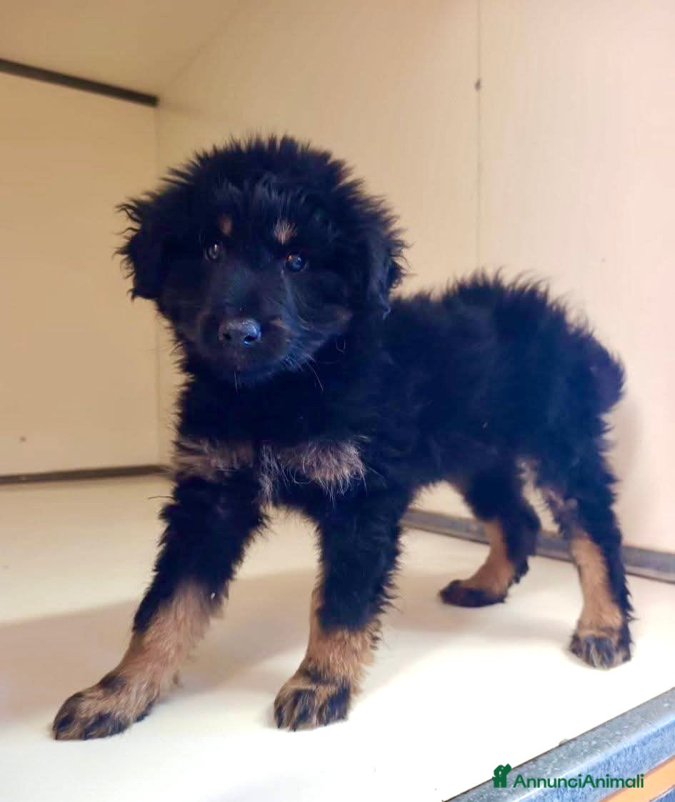 Meticcio cani in regalo: Cucciolo 2 mesi tg medio abbondante  - Annuncio 3