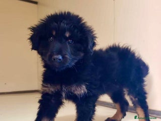 Meticcio cani Cucciolo 2 mesi tg medio abbondante - Annuncio 2