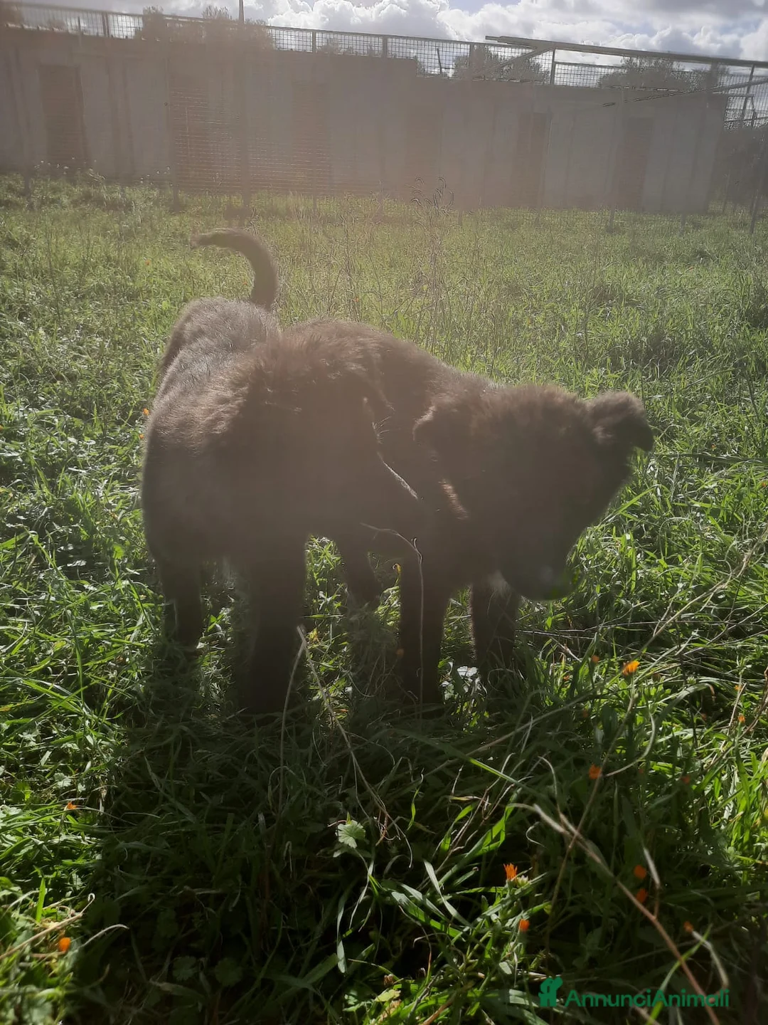 Meticcio cani in regalo: 4 cuccioli in cerca di casa  - Annuncio 6