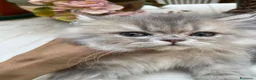 Persiano gatti in vendita: gatta persiana cucciola persiana golden shaded - Annuncio 17