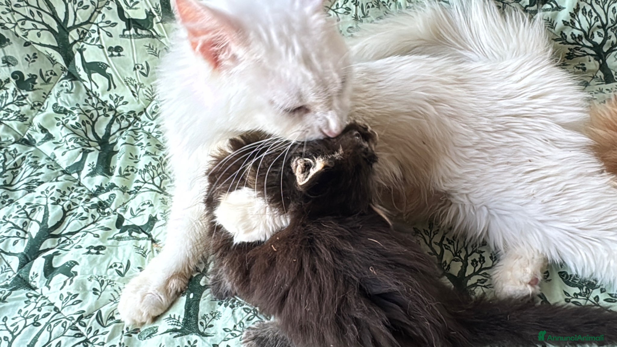 Maine Coon gatti in vendita: Cucciolo maine coon castano bellissimo  - Annuncio 7