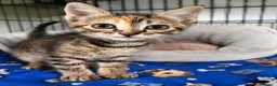 Europeo gatti in regalo: Dolcissima gattina in cerca di famiglia  - Annuncio 2