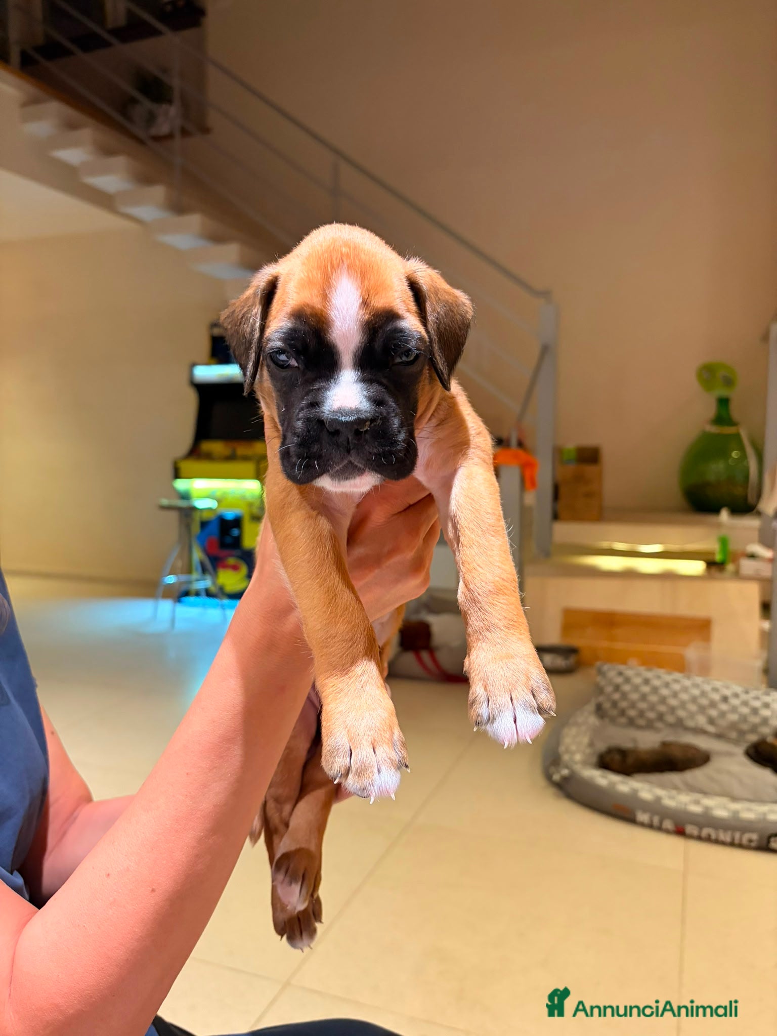 Boxer cani in vendita: Cuccioli di boxer a Provincia di Fermo - Annuncio 4